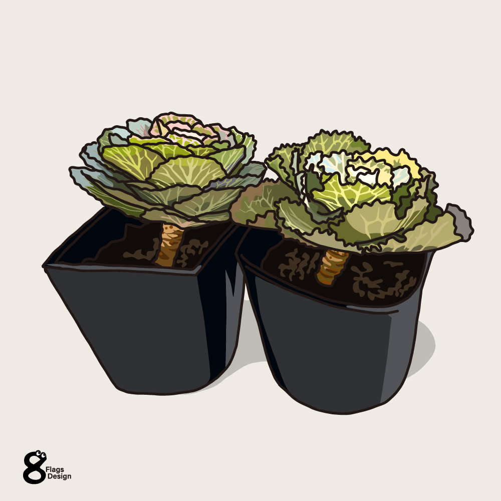 ベクターシェルフ素材キャベツ